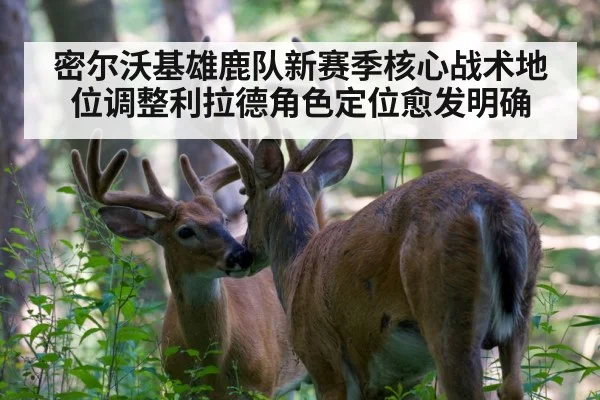 密尔沃基雄鹿队新赛季核心战术地位调整利拉德角色定位愈发明确